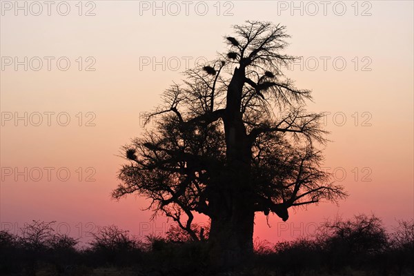 African baobab