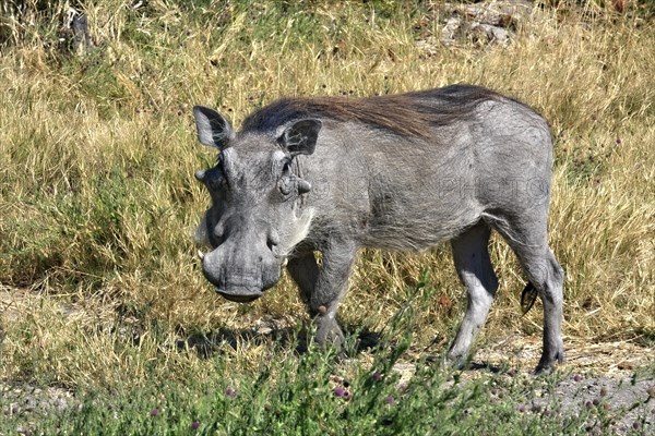 Common warthog