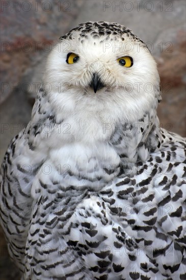 Snowy Owl