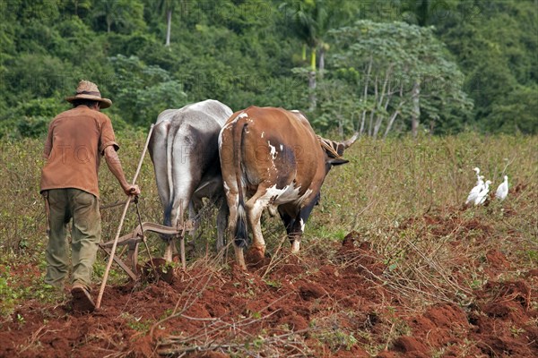 Cuban farmer ploughing field with traditional plough pulled by oxen on tobacco plantation in the Vinales Valley