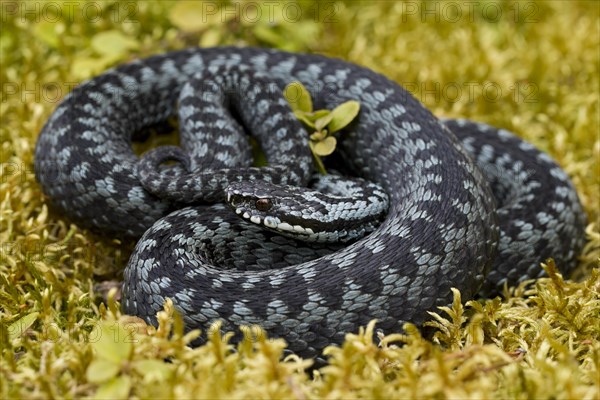 Common European Adder