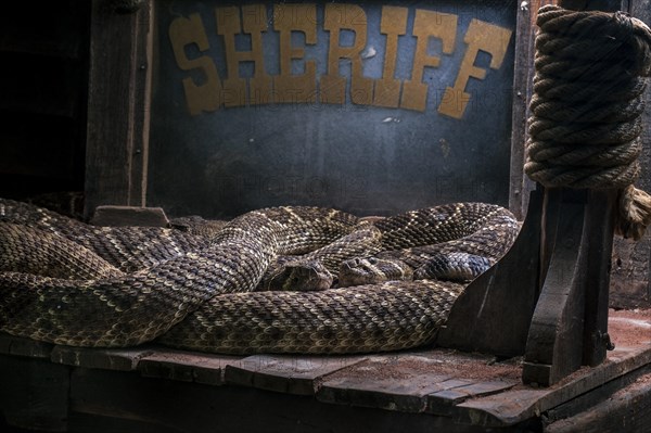 Two Western diamondback rattlesnakes