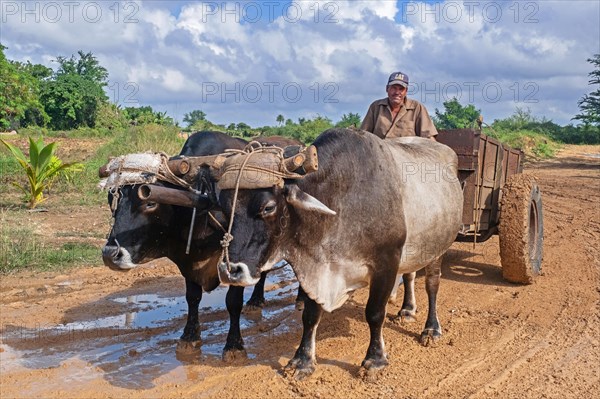 Cuban farmer on oxen cart riding along dirt road