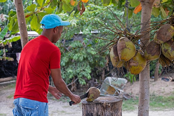 Afro-Cuban street vendor splitting