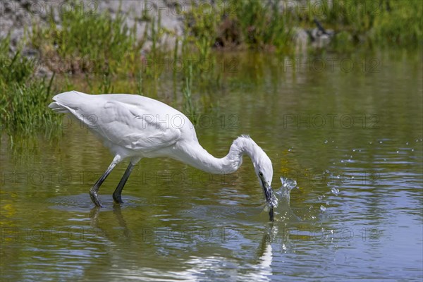 Little egret