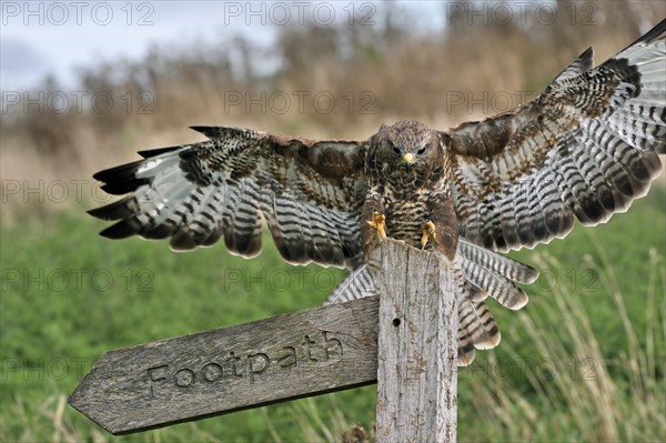 Common buzzard