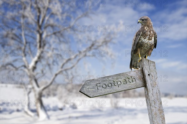 Common buzzard