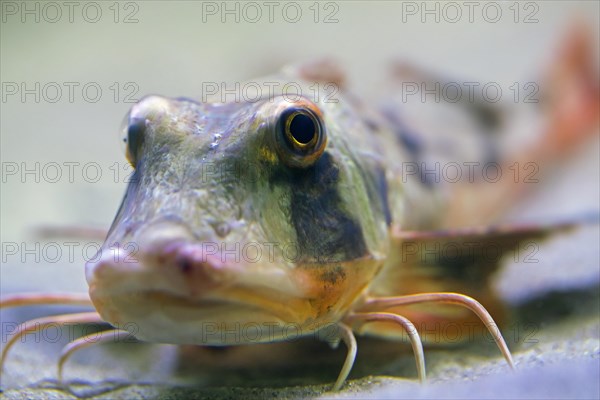 Tub gurnard