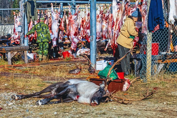 Reindeer slaughter by Sami people in autumn