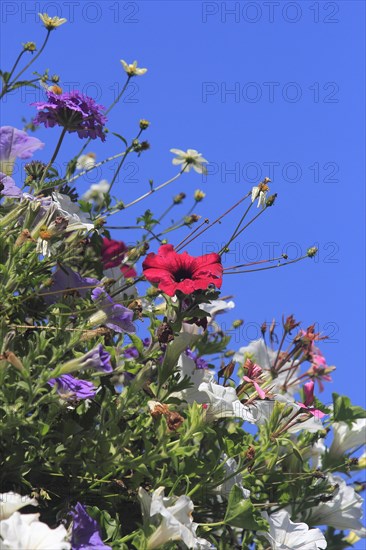 Various petunias