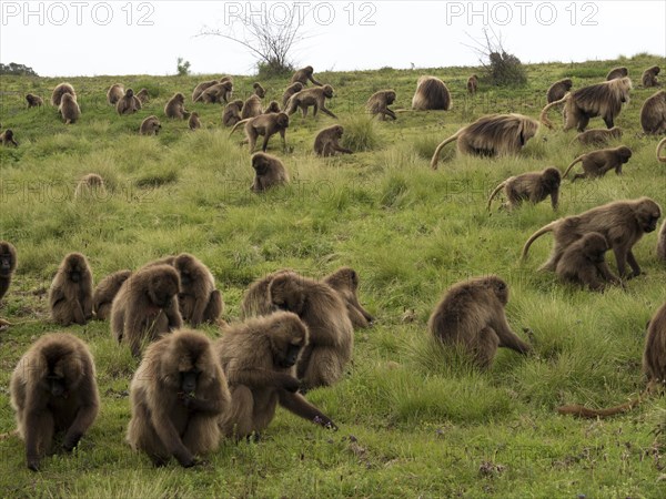 Gelada baboons