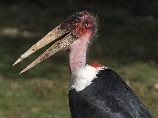 Marabou stork