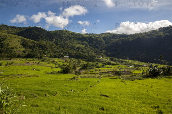 Rice Fields and Mountains