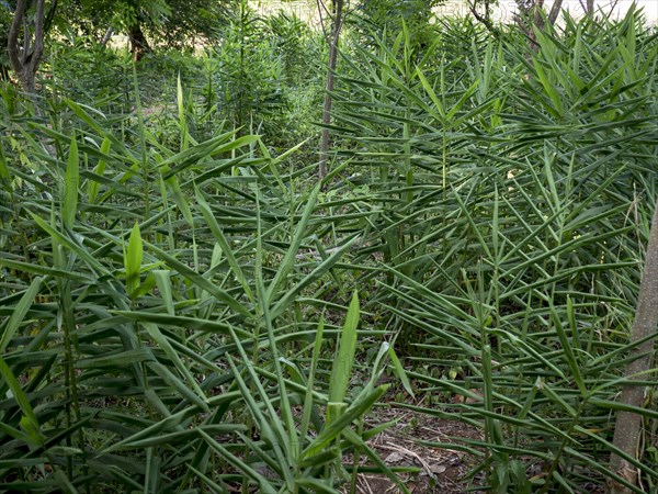 Cultivation of ginger