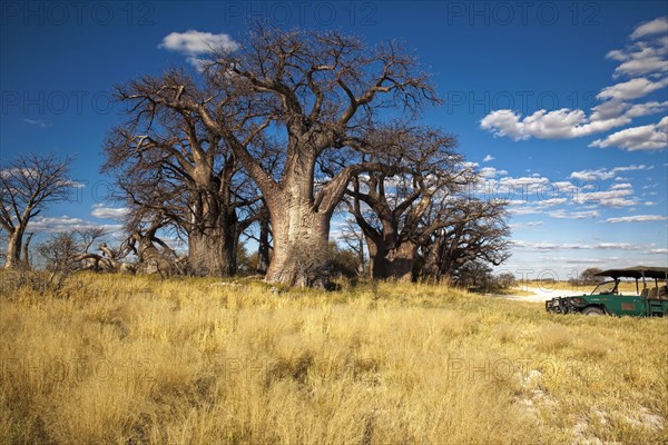 Group of trees with very old african baobab