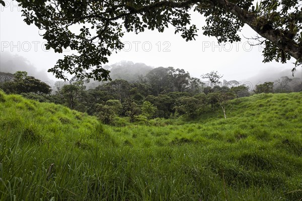 Cloud Forests of Mindo