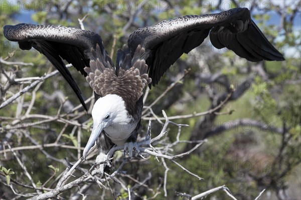 Albatross