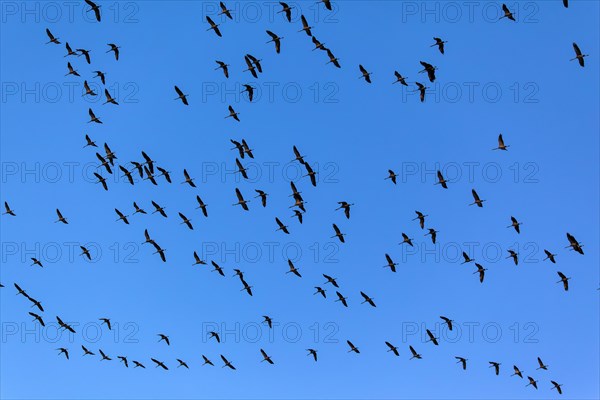 Cranes in the sky