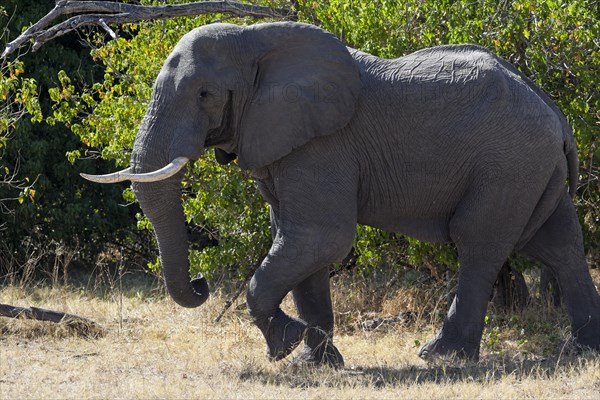 African elephant