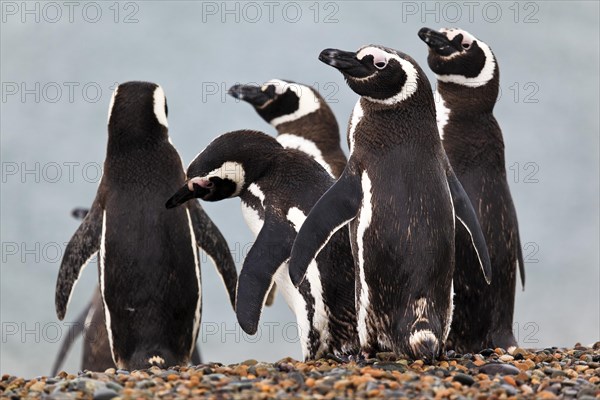 Magellanic penguins