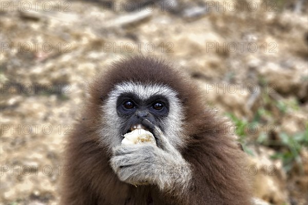 White-handed gibbon