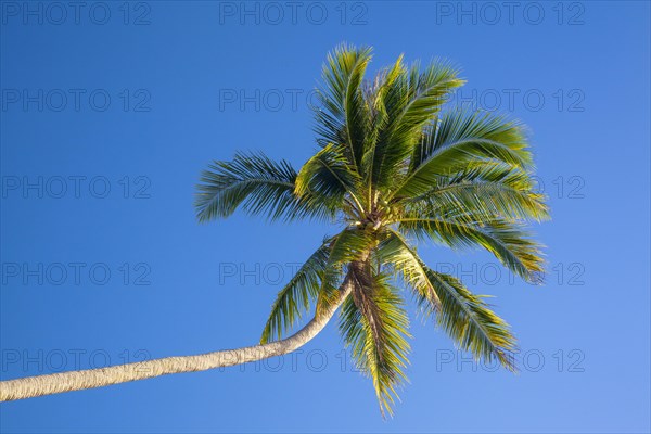 Palm tree from below