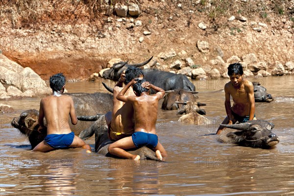 Water buffalo and children in the water