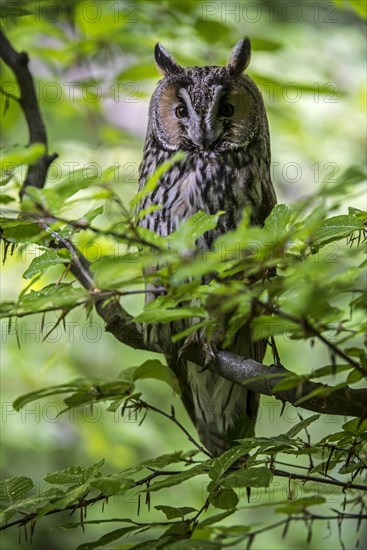 Long-eared owl