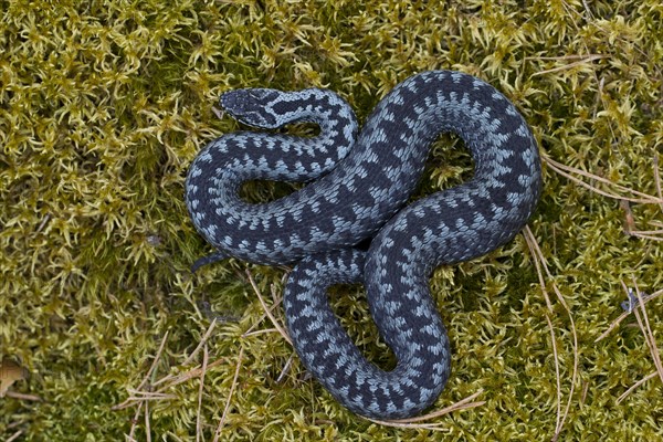 Common European Adder