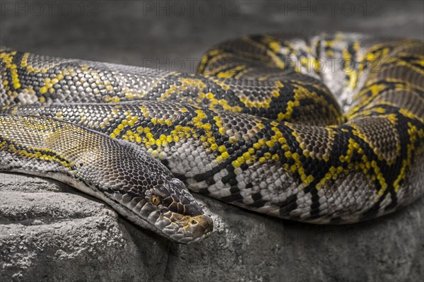 Reticulated python