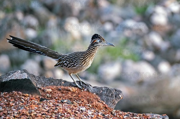 Greater roadrunner