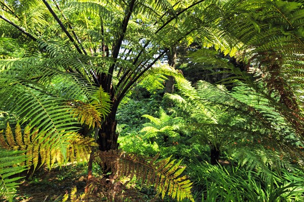 Tree Ferns