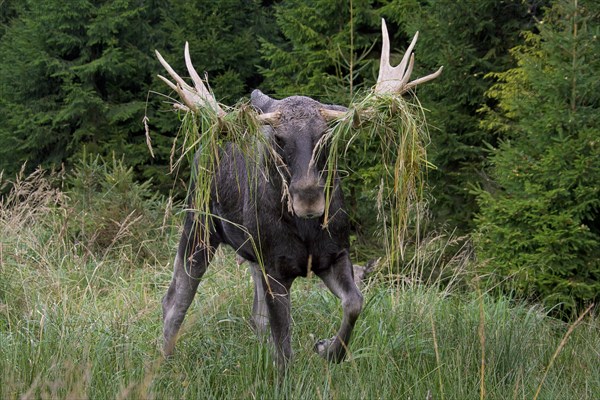 Moose