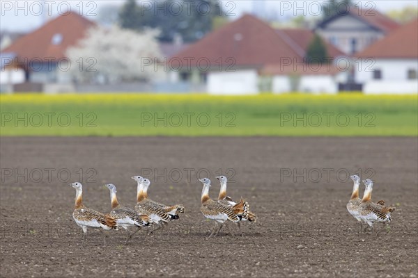 Great bustards