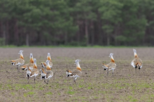 Great bustards