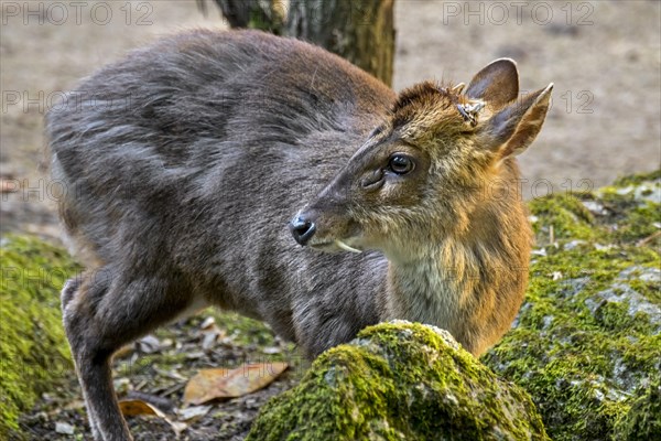 Reeves's muntjac