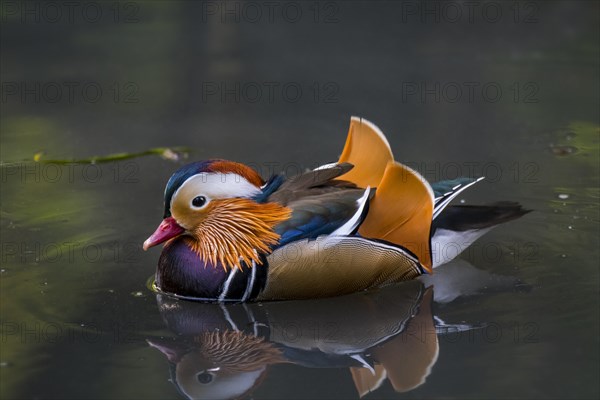 Mandarin duck