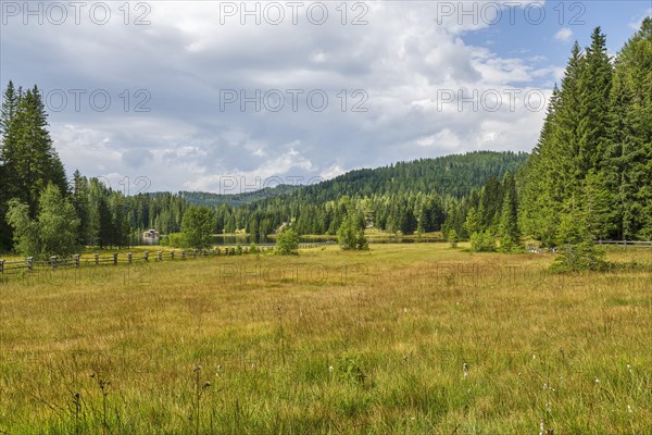 Moorland with trees