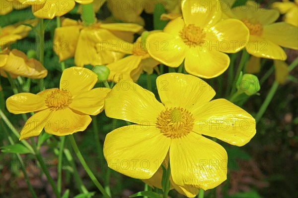 Greater spearwort