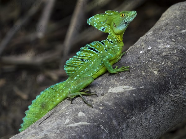 Plumed basilisk