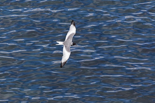 Swallow-tailed Gull