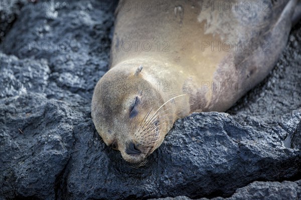 Galapagos sea lion