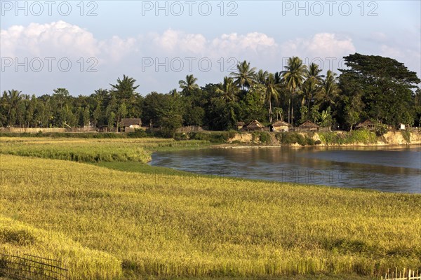 Rice fields