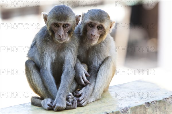 Temple monkeys