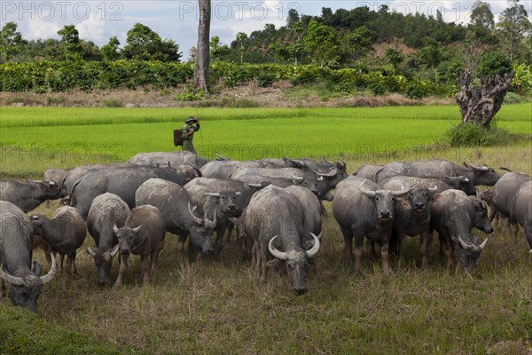 Water buffalo in a rice field