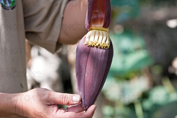 Hands holding banana