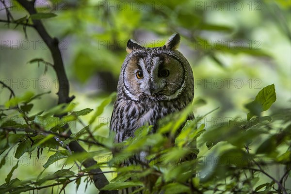 Long-eared owl