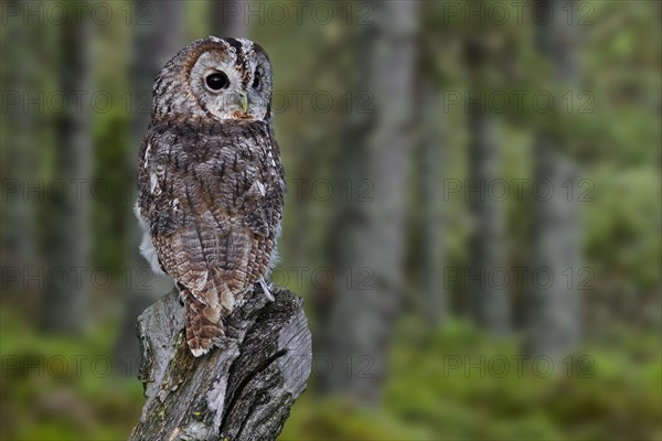 Tawny owl