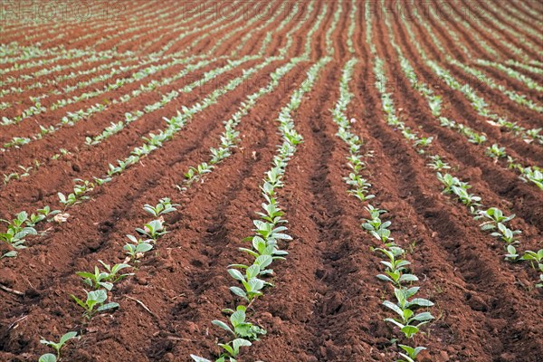 Tobacco plantation in the Vinales Valley