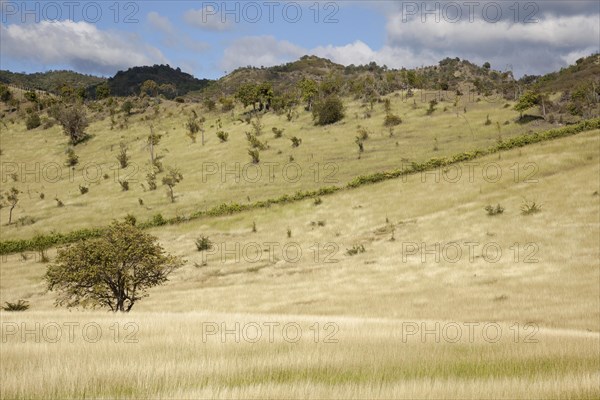 Grassy hill slopes of the mountain range Sierra Maestra